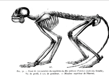 Η ονοματολογία των νέων ειδών γενικά αλλά και στην πικερμική πανίδα