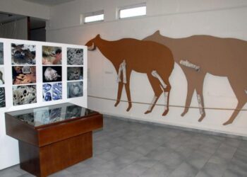 Πικέρμι Αττικής: η άγνωστη “Ακρόπολη” της παλαιοντολογίας